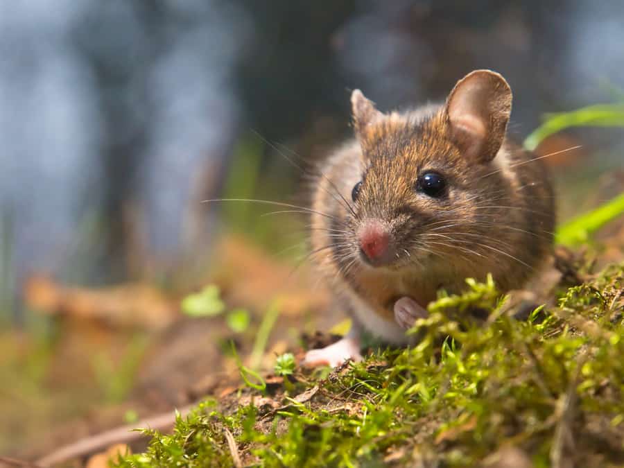 How To Keep Mice Out Of Pool