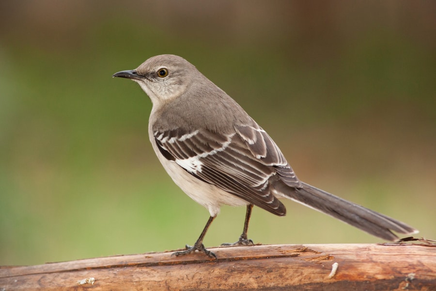 How To Keep Mockingbirds Away From Feeders