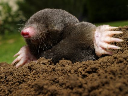 How To Keep Moles Out Of Flower Beds