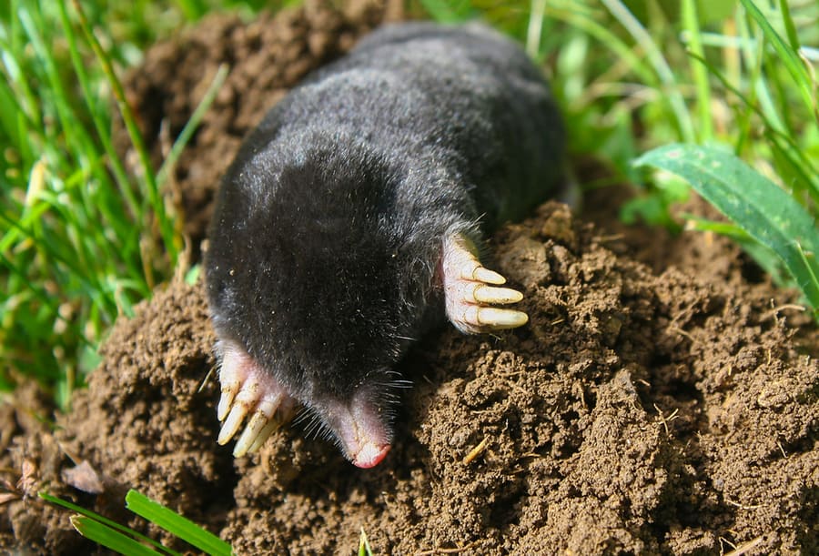 How To Keep Moles Out Of Your Yard