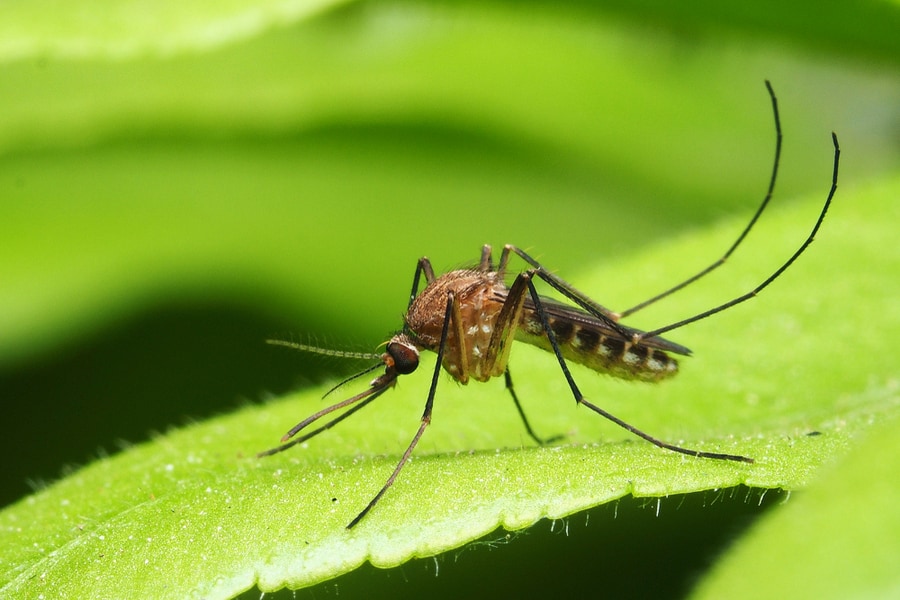 How To Keep Mosquitoes Out Of Gutters