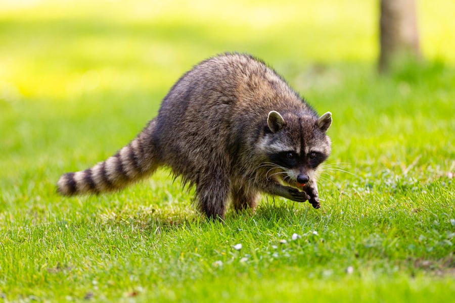 How To Keep Raccoons Away From Chickens