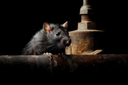 How To Keep Rats Out Of Basement