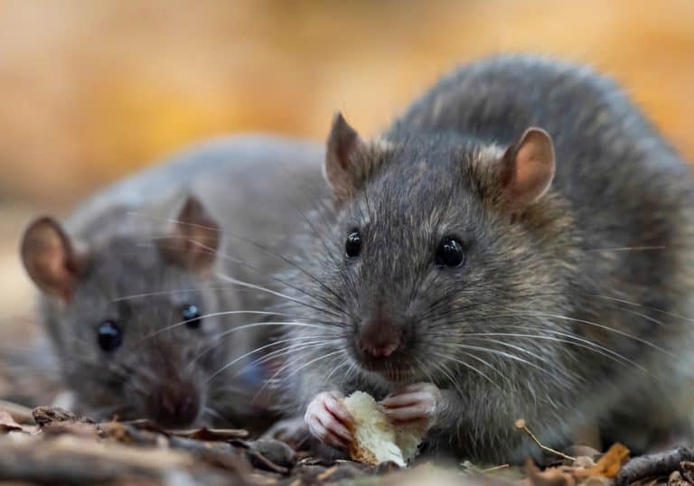 How To Keep Rats Out of Gutters BeatPests