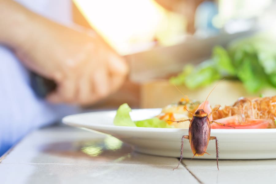 How To Keep Roaches Away From Food?