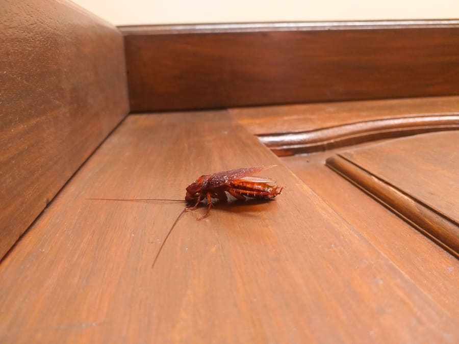 How To Keep Roaches From Coming Under The Door