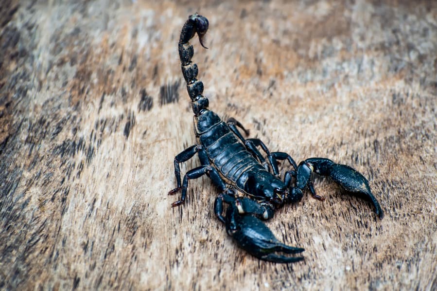 How To Keep Scorpions Away