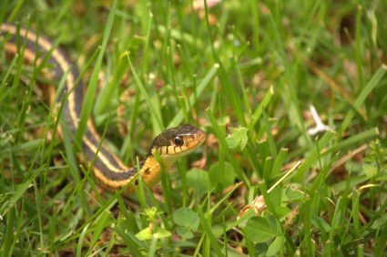 How To Keep Snakes Away From Bird Feeders