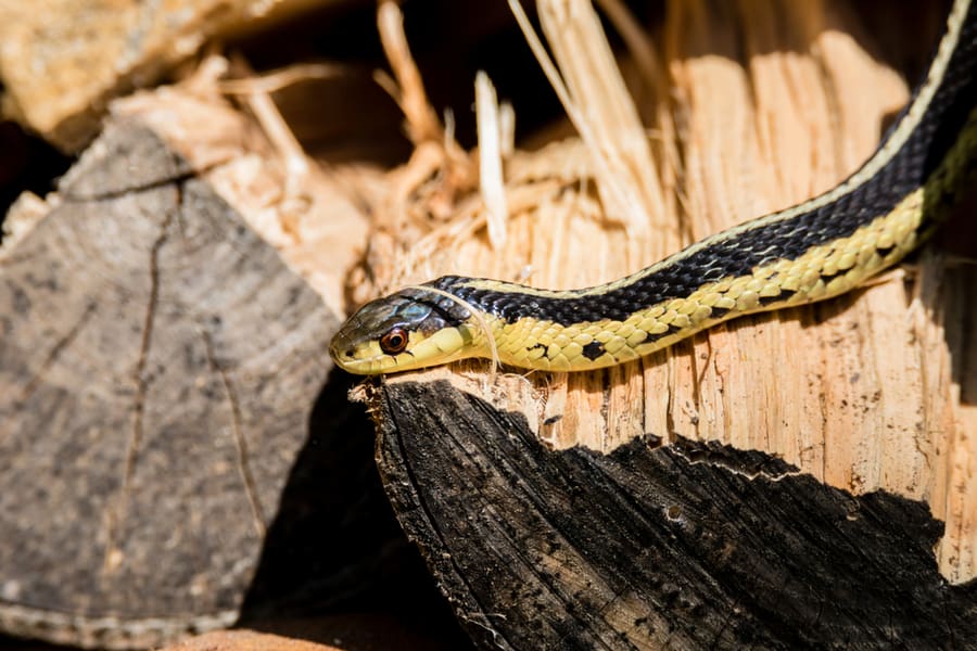 How To Keep Snakes Out Of Wood Pile