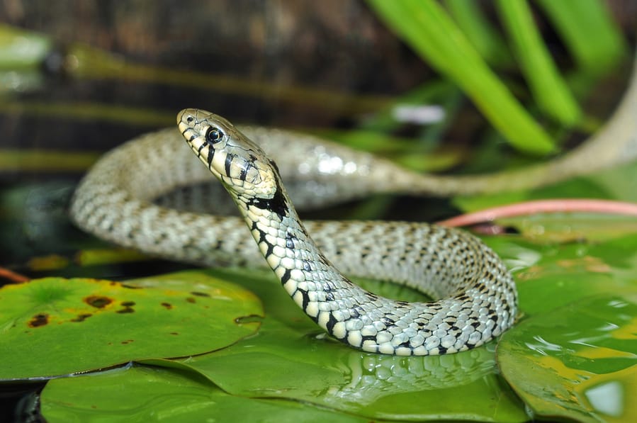 How To Keep Water Snakes Away