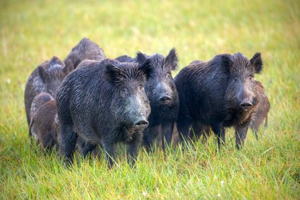 How To Keep Wild Hogs Out Of Your Yard