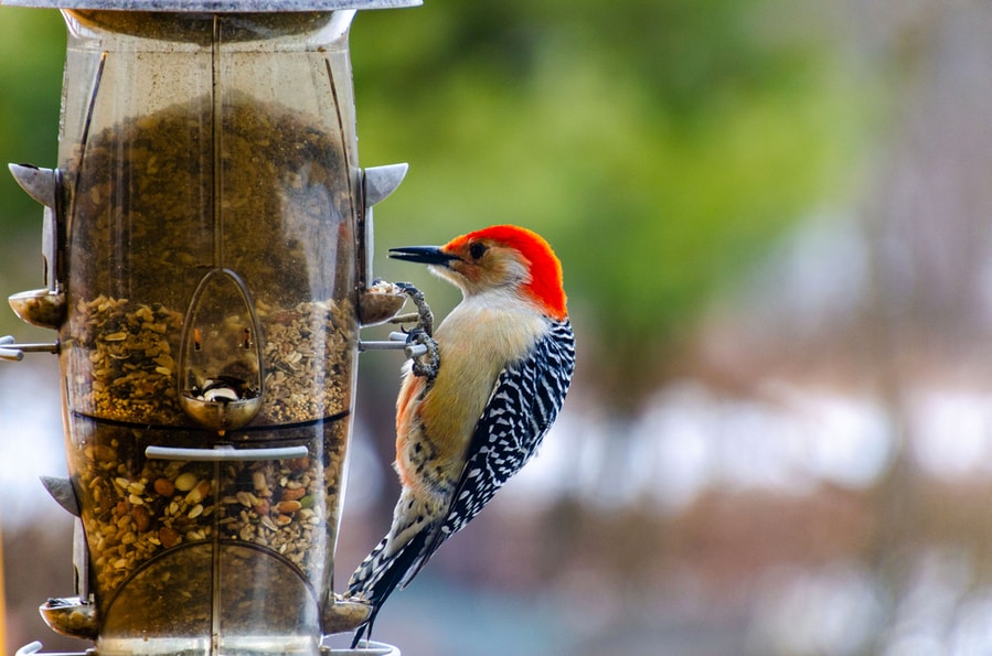 How To Keep Woodpeckers Away From Bird Feeders