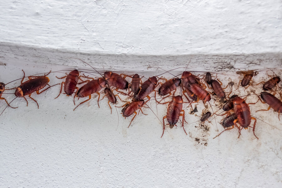 How To Know If Roaches Are In Walls