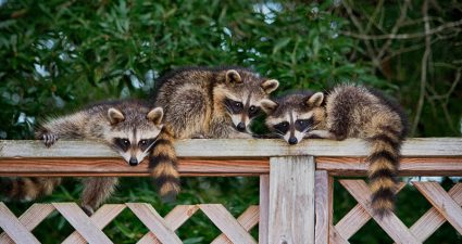 How To Prevent Raccoons From Digging Up Lawn