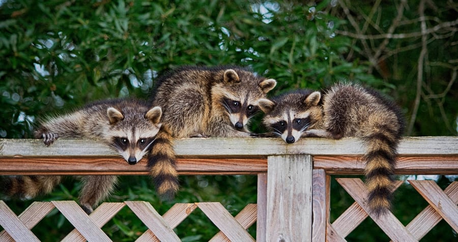 How To Prevent Raccoons From Digging Up Lawn