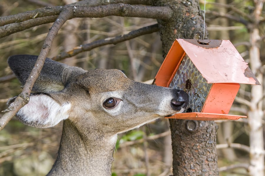 How To Protect Your Birdfeeders From Deer