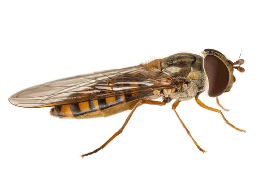 How To Repel Corn Flies