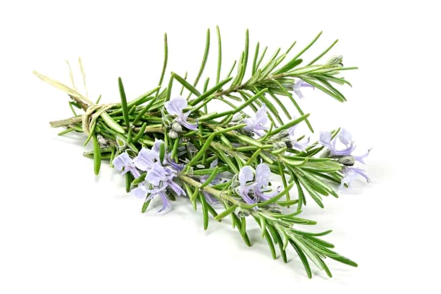 How To Repel Pests Using Rosemary