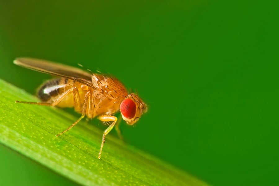 How To Stop Fruit Flies On Indoor Plants