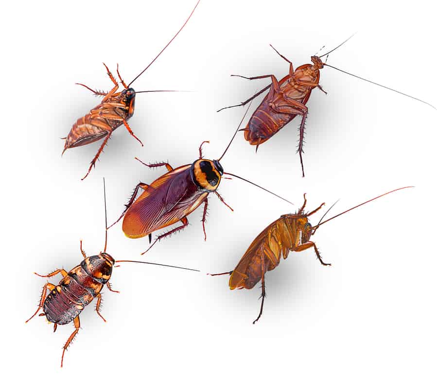 How To Tell If Roaches Are Dying?
