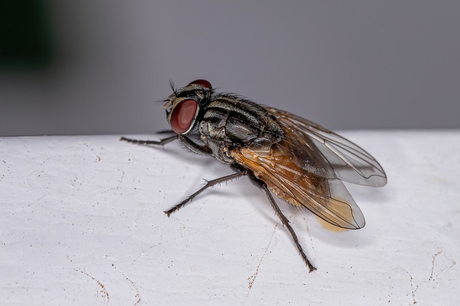How To Use Citronella Oil To Repel Flies