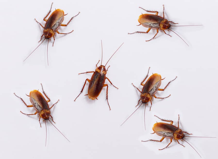 How You Can Keep Roaches Out Of Your Empty House