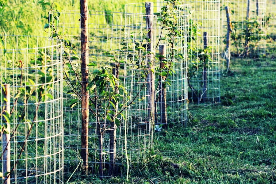 Individual Plant Fencing Individual Plant Fencing