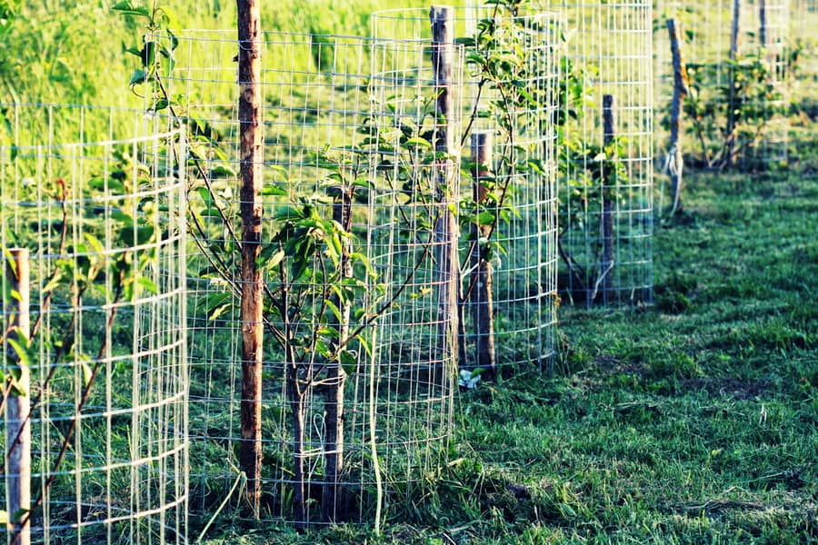 Individual Plant Fencing