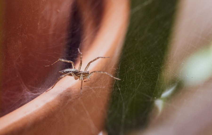 Indoor Plants That Keep Spiders Away