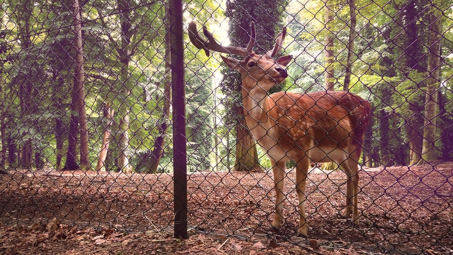 Install Protective Fences