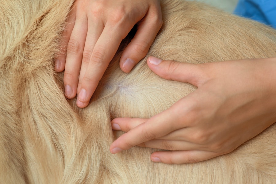 Is Your Pet's Skin Dry Or Not In The Healthiest State