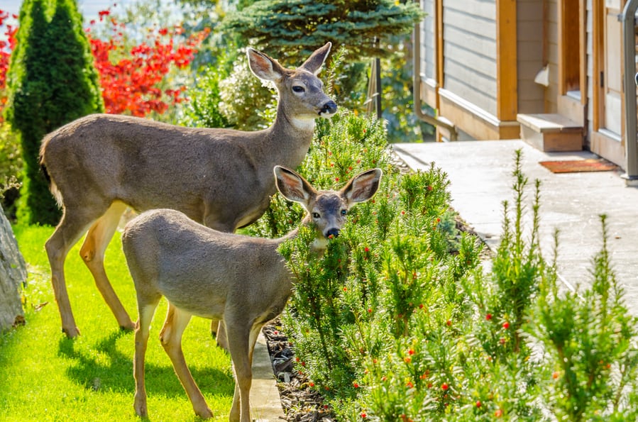 Issues When Deer Visit Your Property