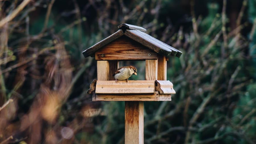 Keep A Birdhouse And Feeder In Your Garden