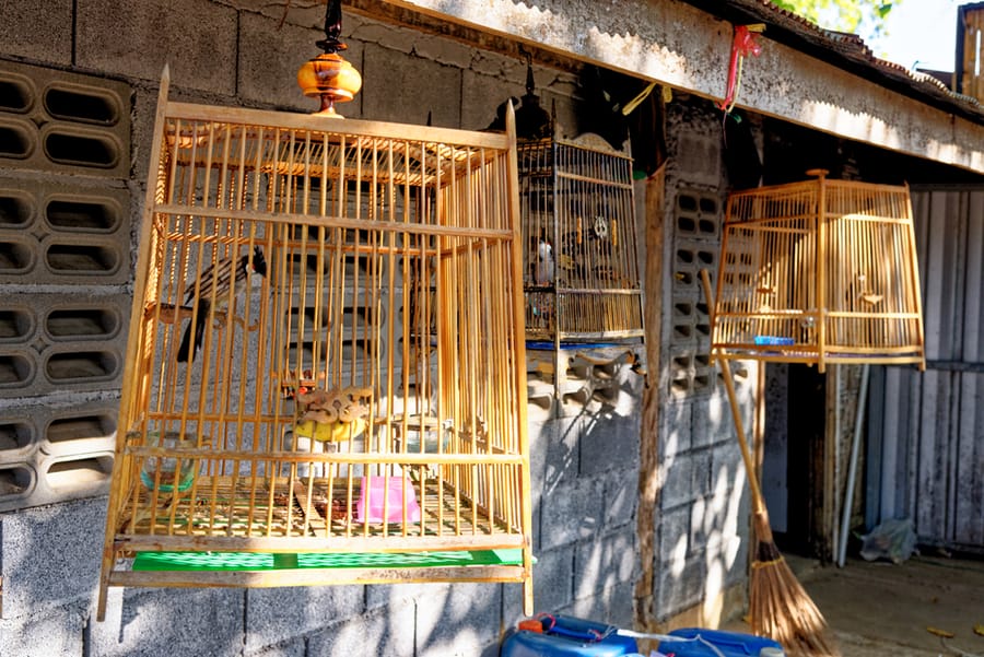 Keep Your Bird Cage Far From Garbage