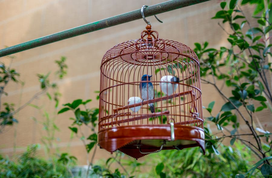 Keep Your Bird Cage Far From Your Home