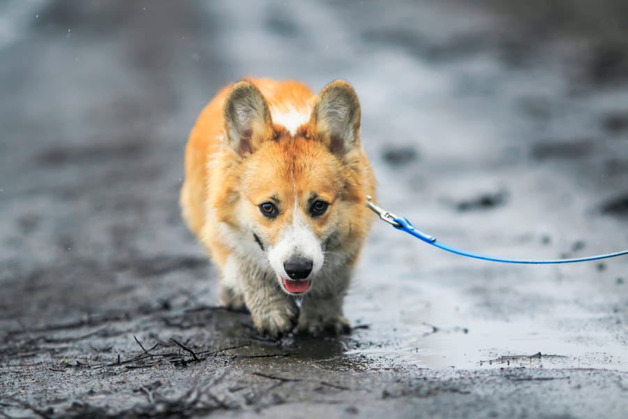 Keeping Your Dog Away From Damp Soil