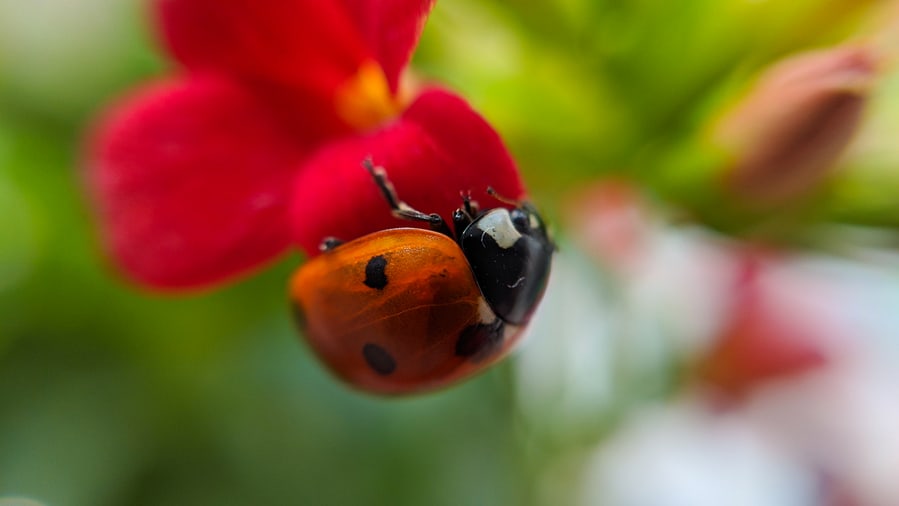 Ladybug Sitting On Red Flower