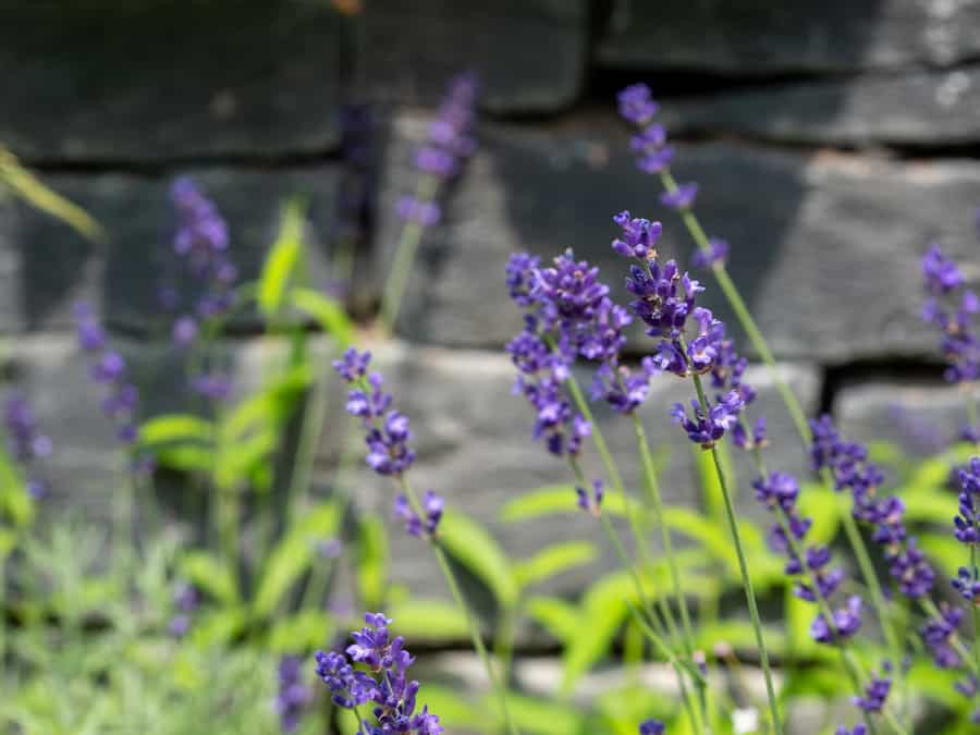 Lavander Garden Plants