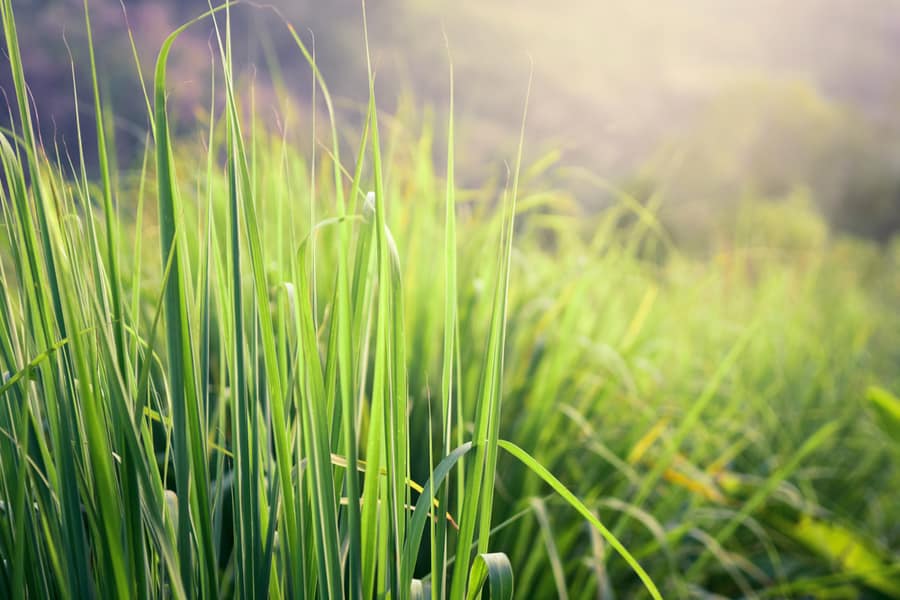 Lemongrass Grown Vegetable Garden Herbs