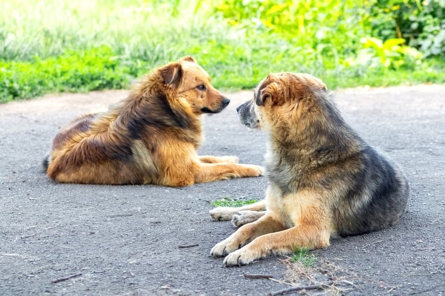 Let Your Pets Roam Around Let Your Pets Roam Around