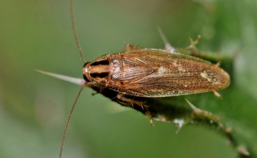 Life Cycle Of German Roach