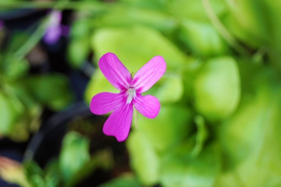 Live Plants