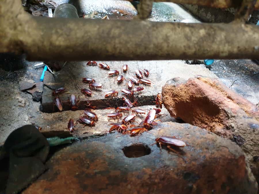 Lots Of Cockroaches Are On The Cover Drain In The Fresh Market