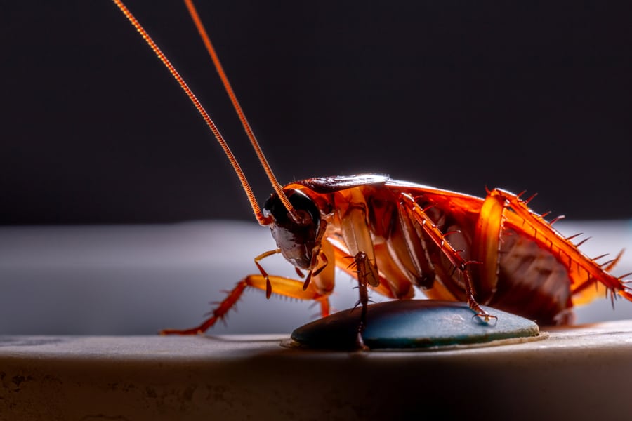 Macro, Close-Up Of A Red Cockroach At Night