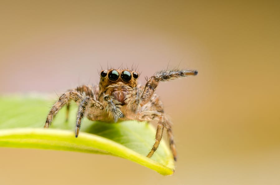 Macro Closeup On Hyllus Semicupreus Jumping Spider. This Spider Is Known To Eat Small Insects Like Grasshoppers, Flies, Bees As Well As Other Small Spiders.