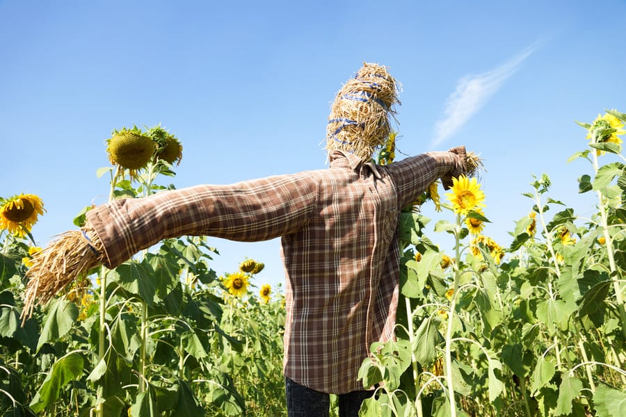 Make A Scarecrow