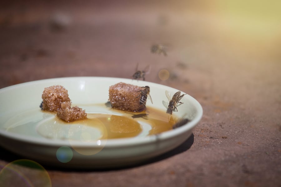 Make Some Bee Bait In A Bowl