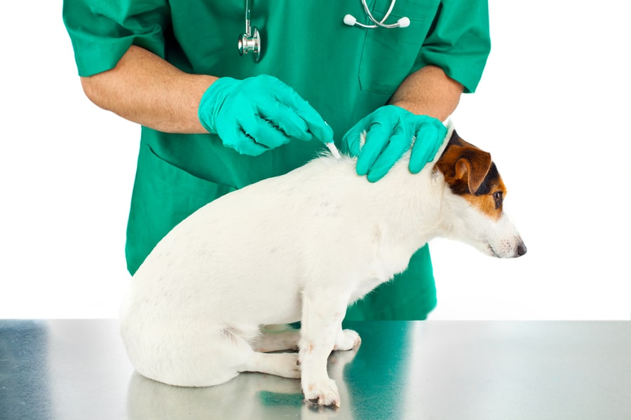 Make Your Pets Flea Free Make Your Pets Flea Free