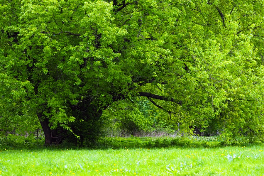 Maple Tree