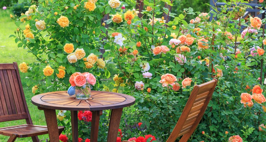 Methods To Keep Squirrels Away From Rose Bushes